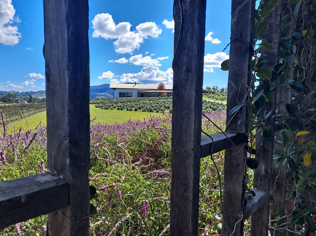 Kooroomba Vineyards and Lavender Farm-Mount Alford必去景点
