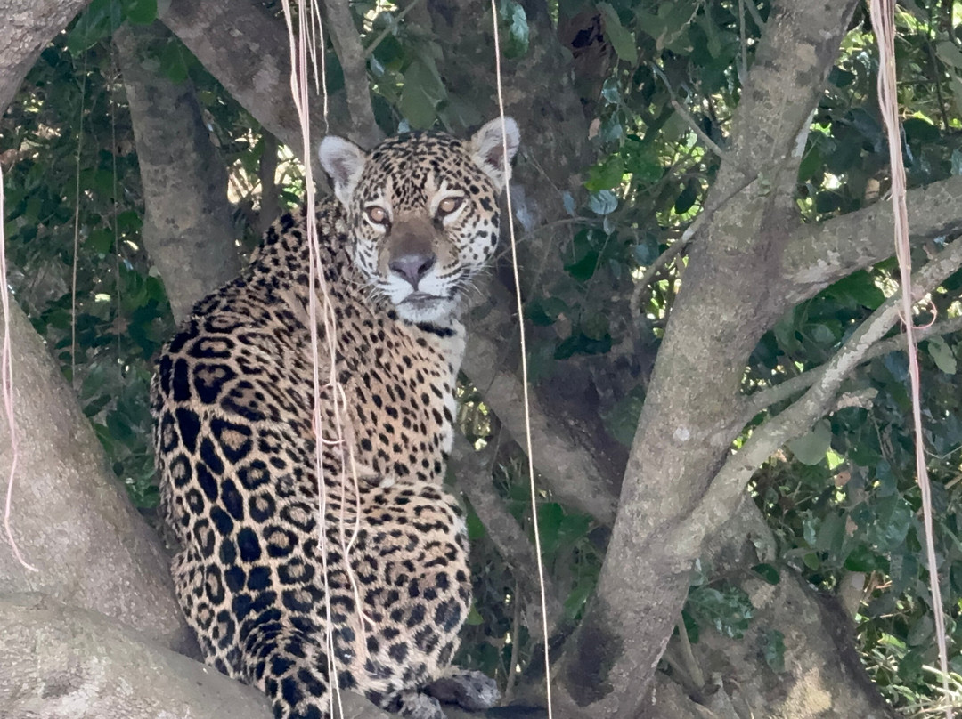 Jaguar Photo Expeditions景点图片