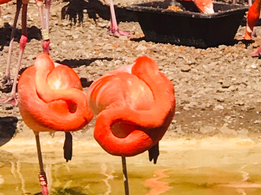 Zoo de La Palmyre景点图片