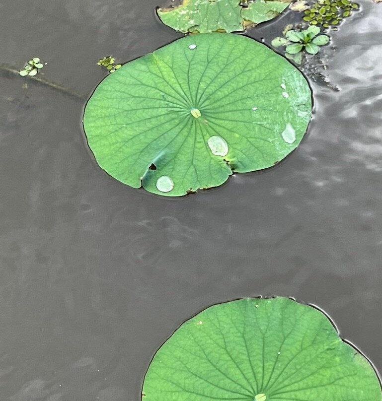 Johnson's Ranch Marina-Uncertain必去景点