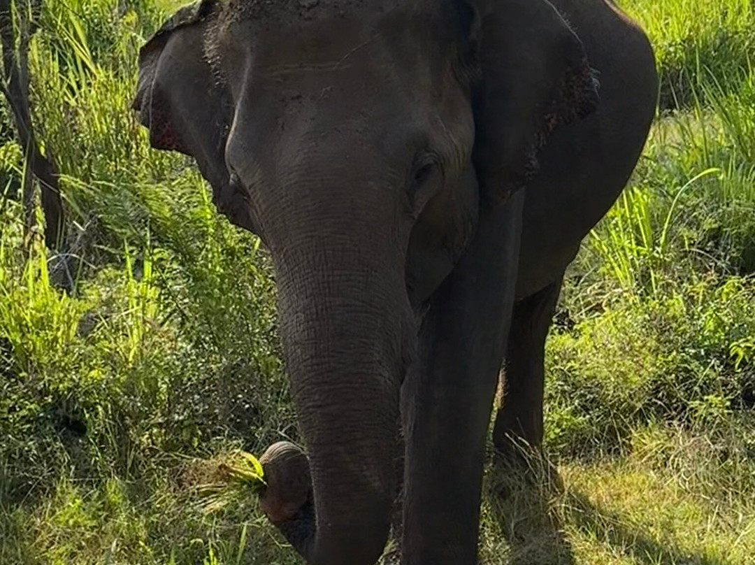 Chathu Lanka Tours景点图片