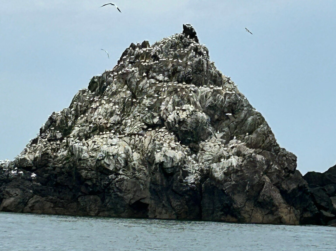 Alderney Wildlife Trust - Seabirds Boat Trip-Alderney必去景点