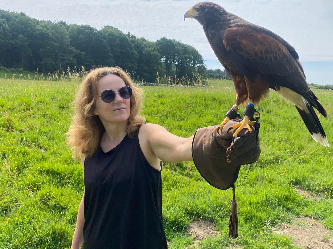 East Sussex Falconry景点图片
