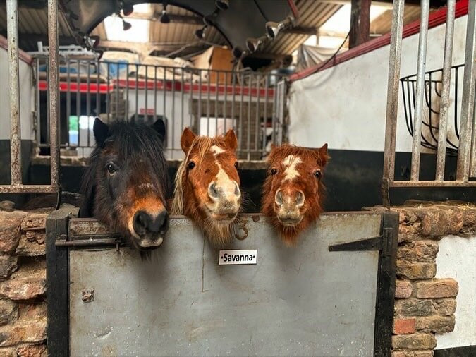 The Paddocks Riding Centre-都柏林必去景点