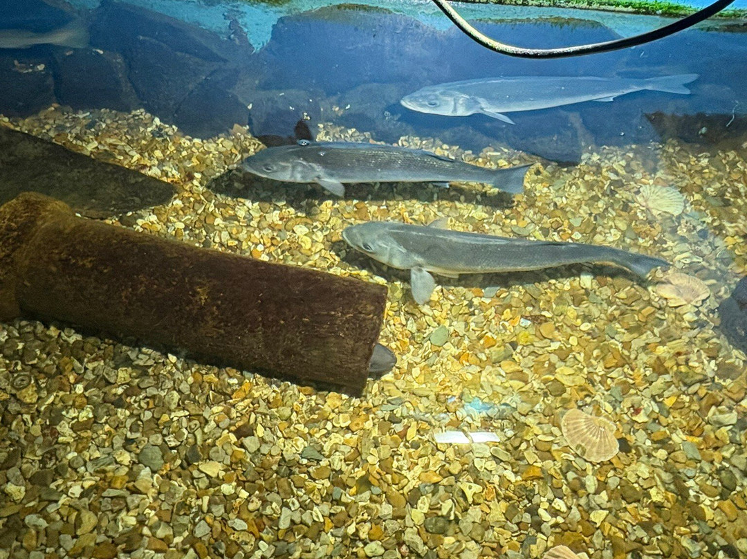 Fowey Aquarium-福伊必去景点