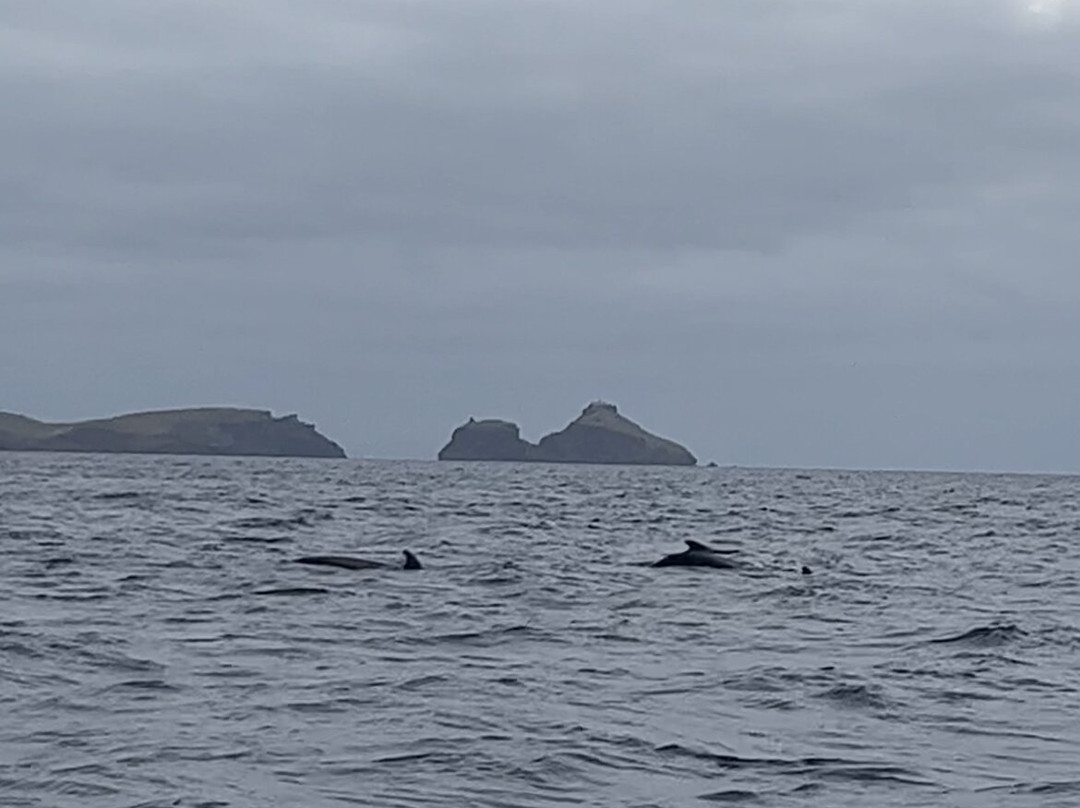 Scorpio Madeira Wild Life景点图片