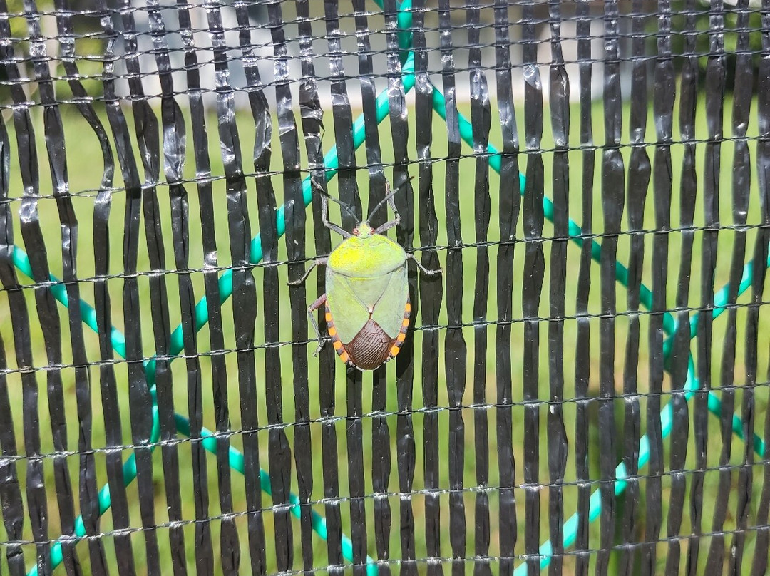 Piasau Nature Reserve-美里必去景点
