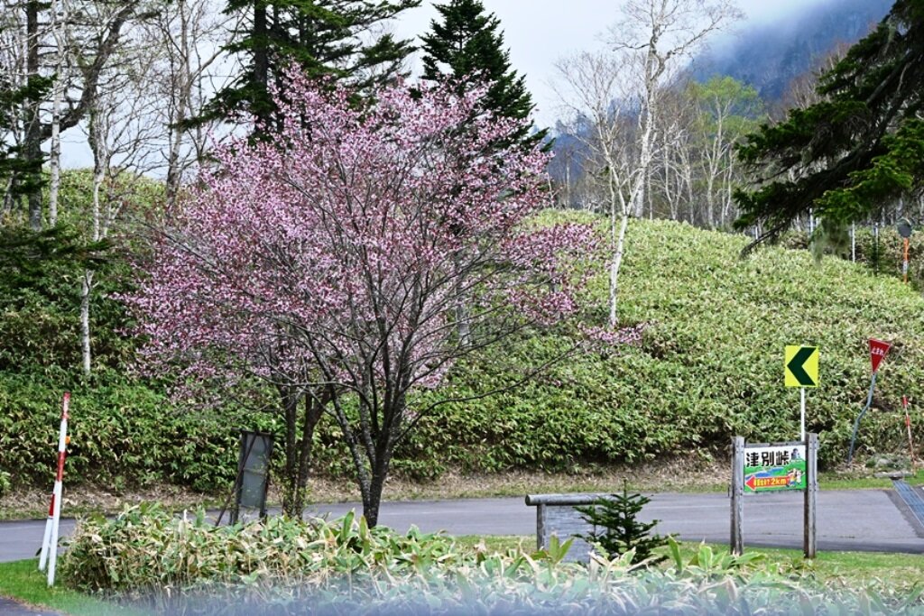 Moritsubetsu Hotel-官方