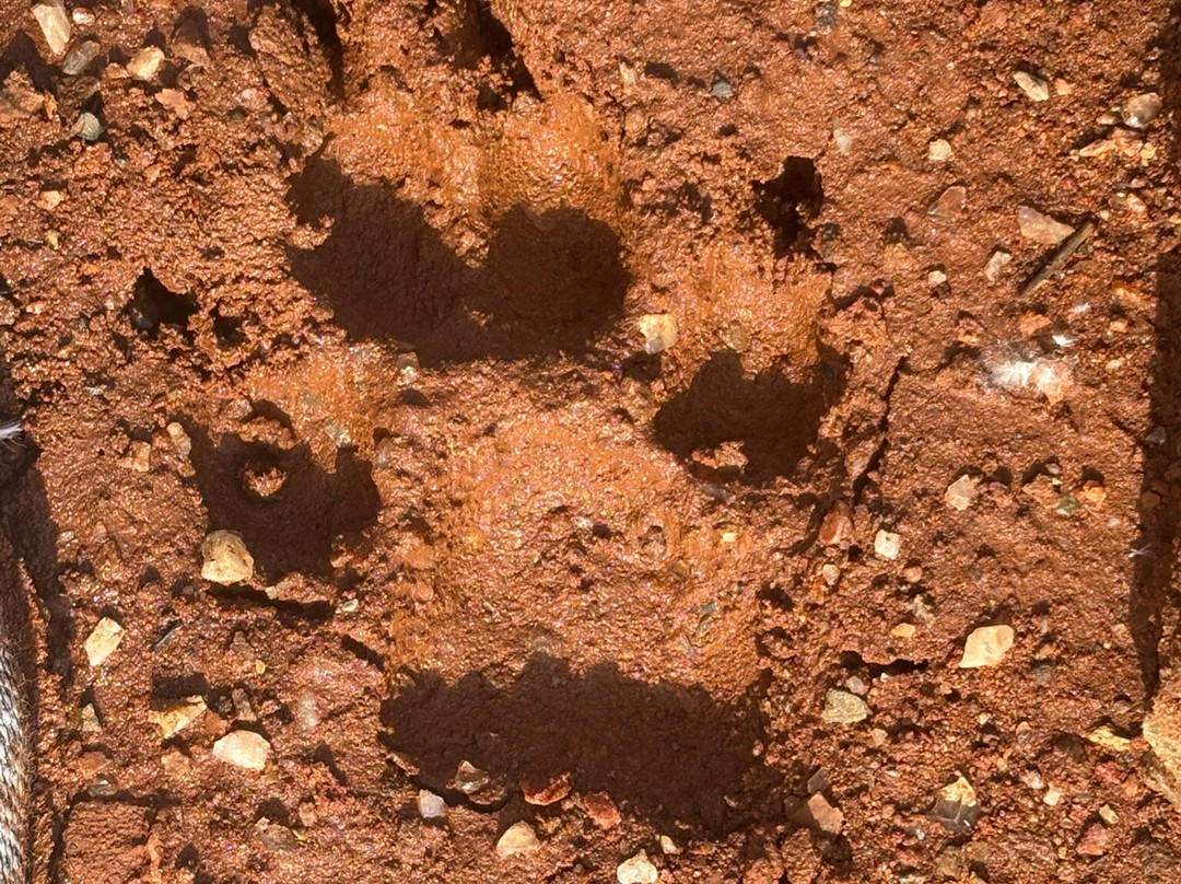 Coleman Crystal Mines and Rock Shop-Jim-Jessieville必去景点