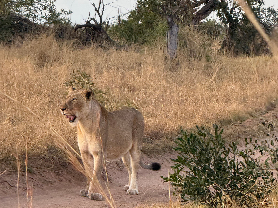 Shimungwe Lodge主图