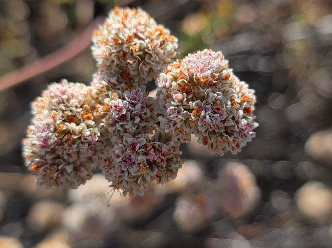 尖顶国家公园-Paicines必去景点