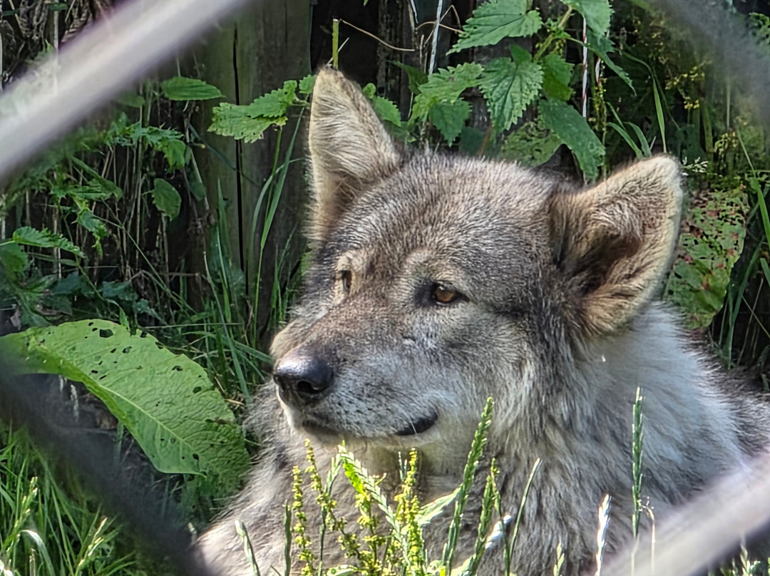 Greenacres Animal Park-Deeside必去景点
