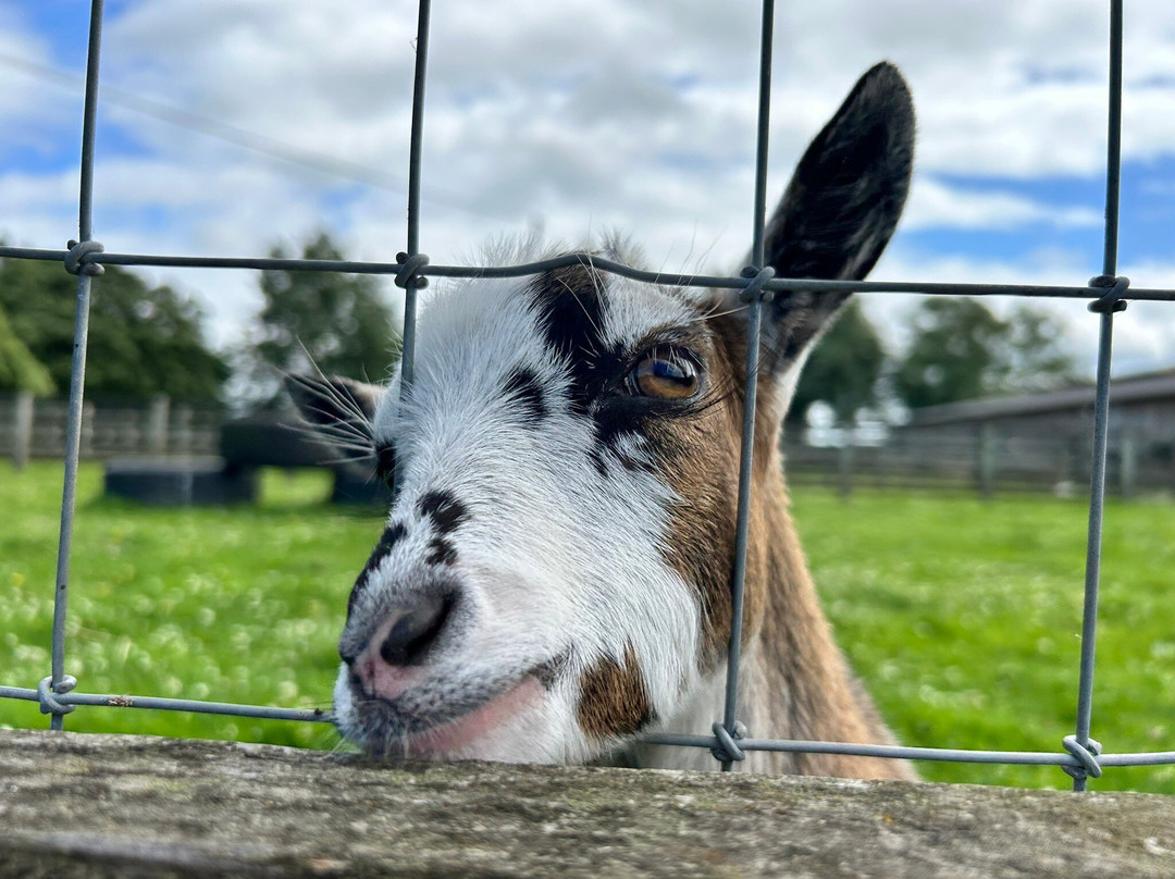 Windmill Animal Farm-Burscough必去景点