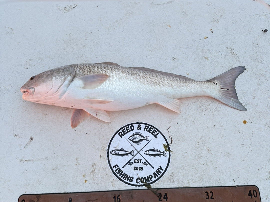 Reed And Reel Fishing Company