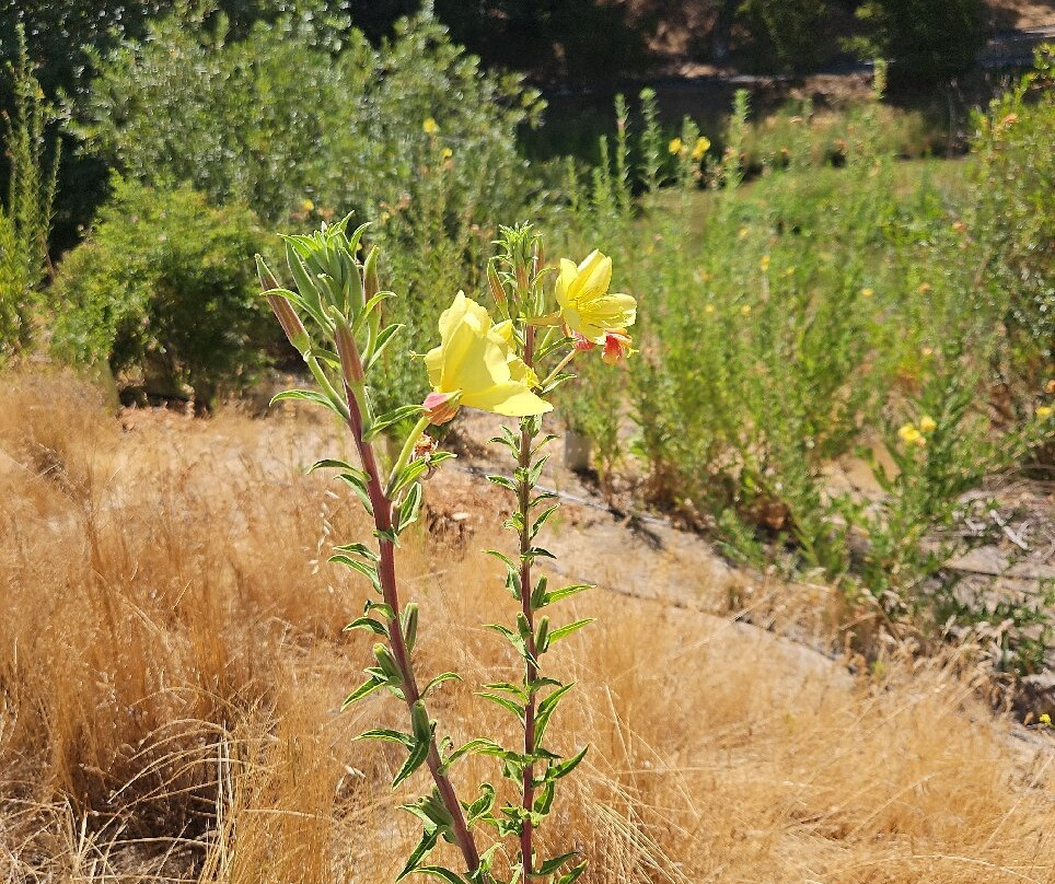 戴维斯大学植物园-戴维斯必去景点