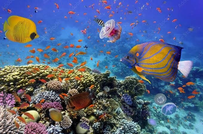 Blue Sharm-沙姆沙伊赫必去景点