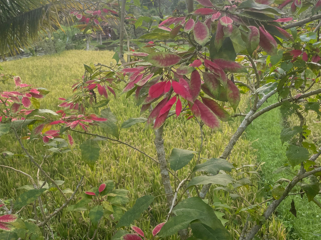 The Fire Flies Garden-吉安雅必去景点