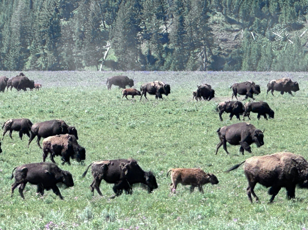 Yellowstone Hiking Guides-黄石国家公园必去景点