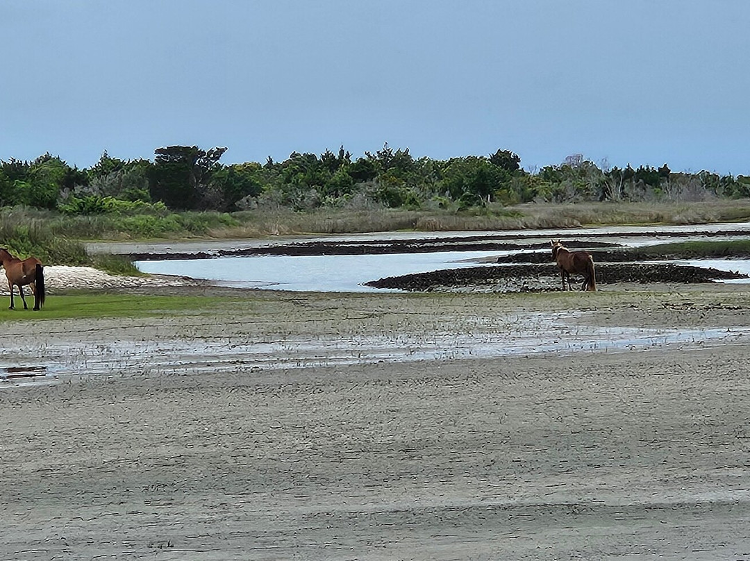 Shackleford Banks-Harkers Island必去景点
