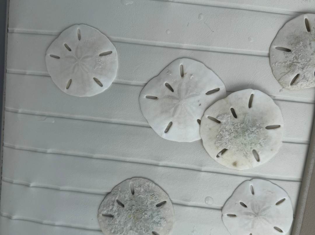 Yan Turnquest Fishing and Eco Tour Charter-Deadman's Cay必去景点