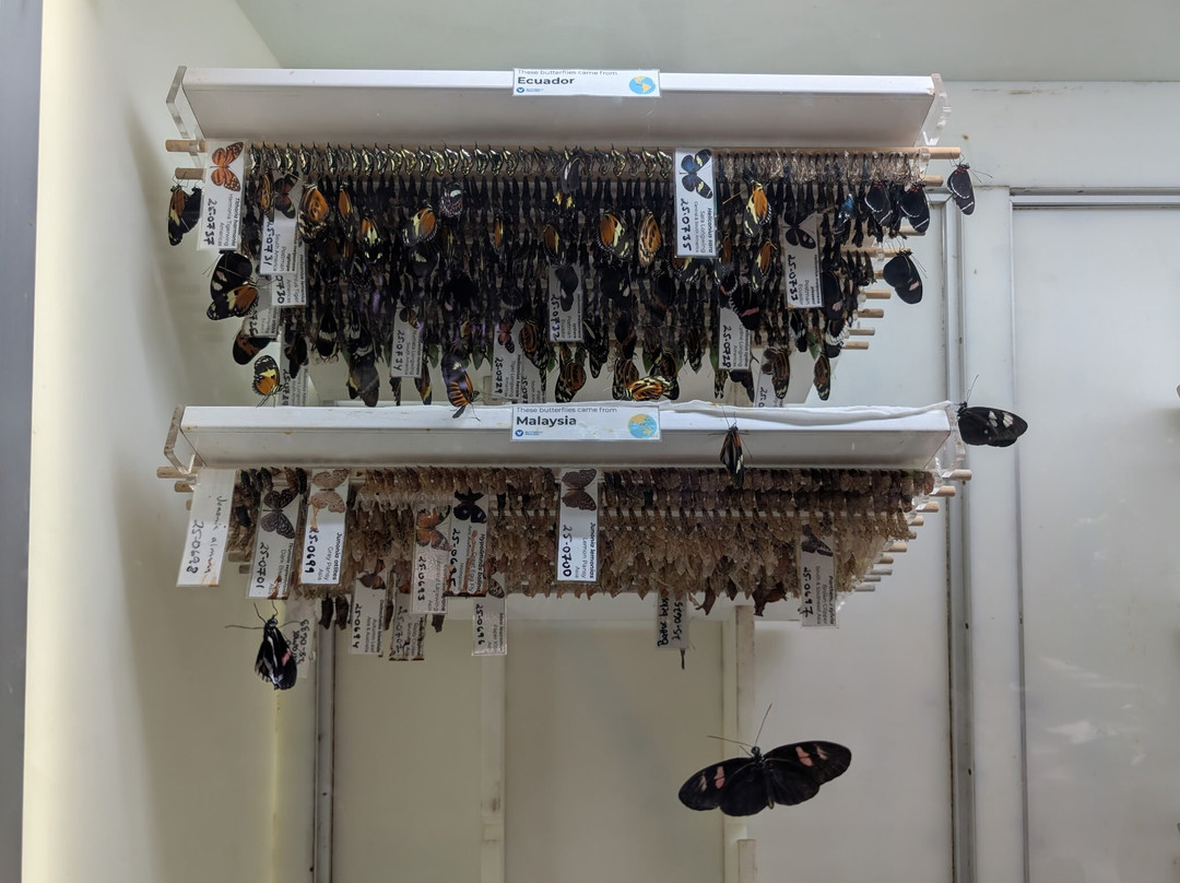 Butterfly Pavilion-威斯敏斯特必去景点