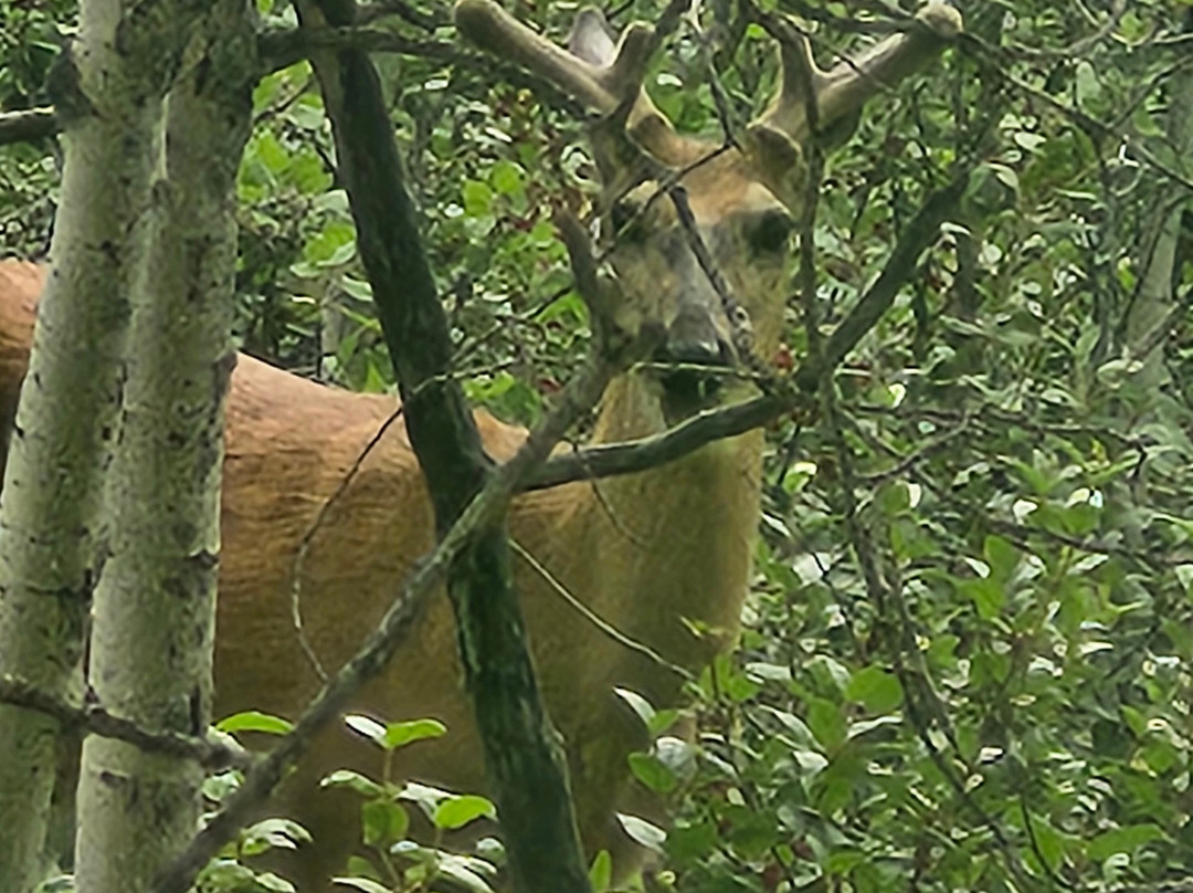 Brewster's Kananaskis Ranch Golf Course-Seebe必去景点