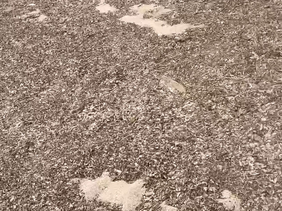 ArcheoLido Egnazia-法萨诺必去景点