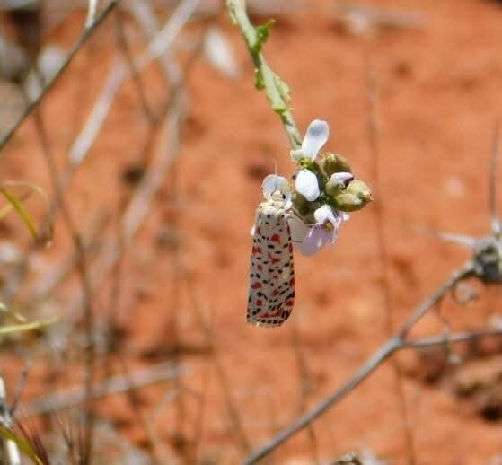 Dana To Petra Trail Guide-Dana必去景点