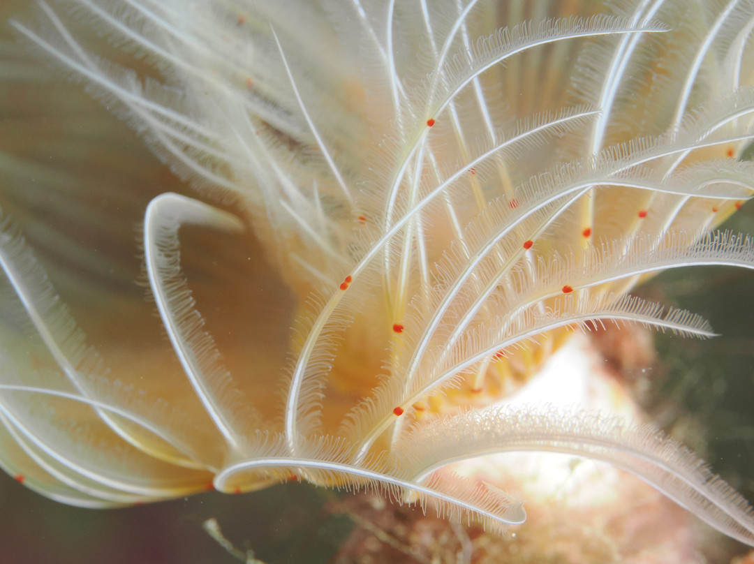 Intro dive-Tolon必去景点