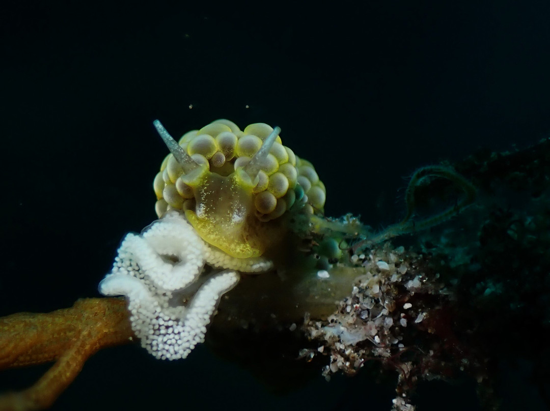 Widana Dive Service-八丹拜必去景点