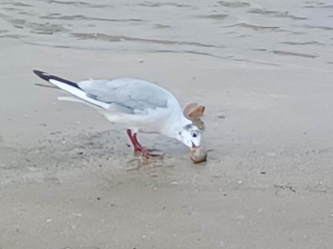 Plage de Cabourg-卡布尔必去景点