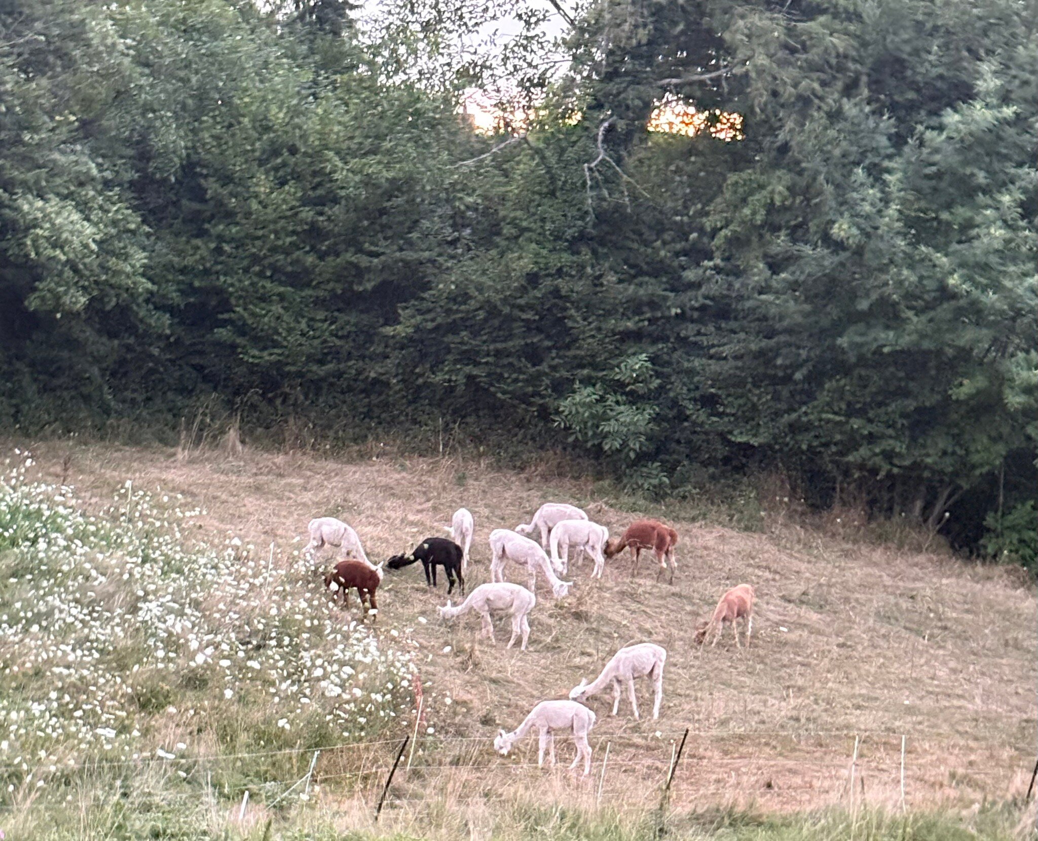 Gästehaus Kaltenbach-官方