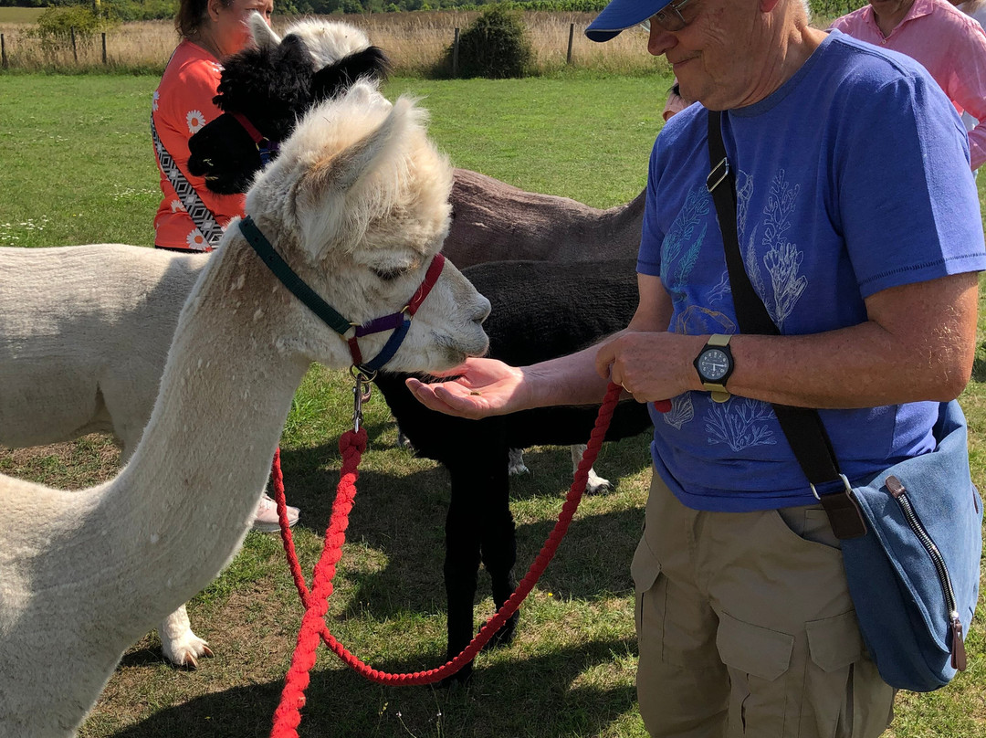 Lower Bush Alpacas-Cuxton必去景点