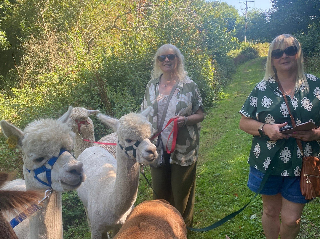 Popham Farm Alpaca Trekking-索尔塔什必去景点