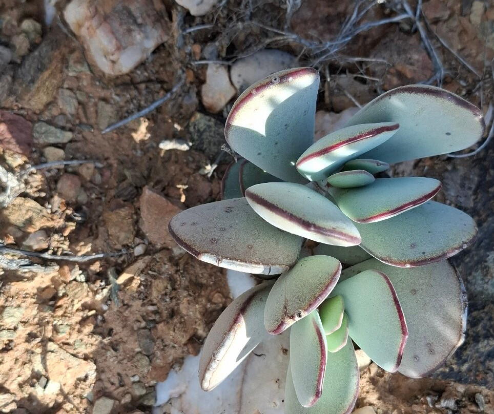 里希特斯韦特国家公园-北开普省必去景点