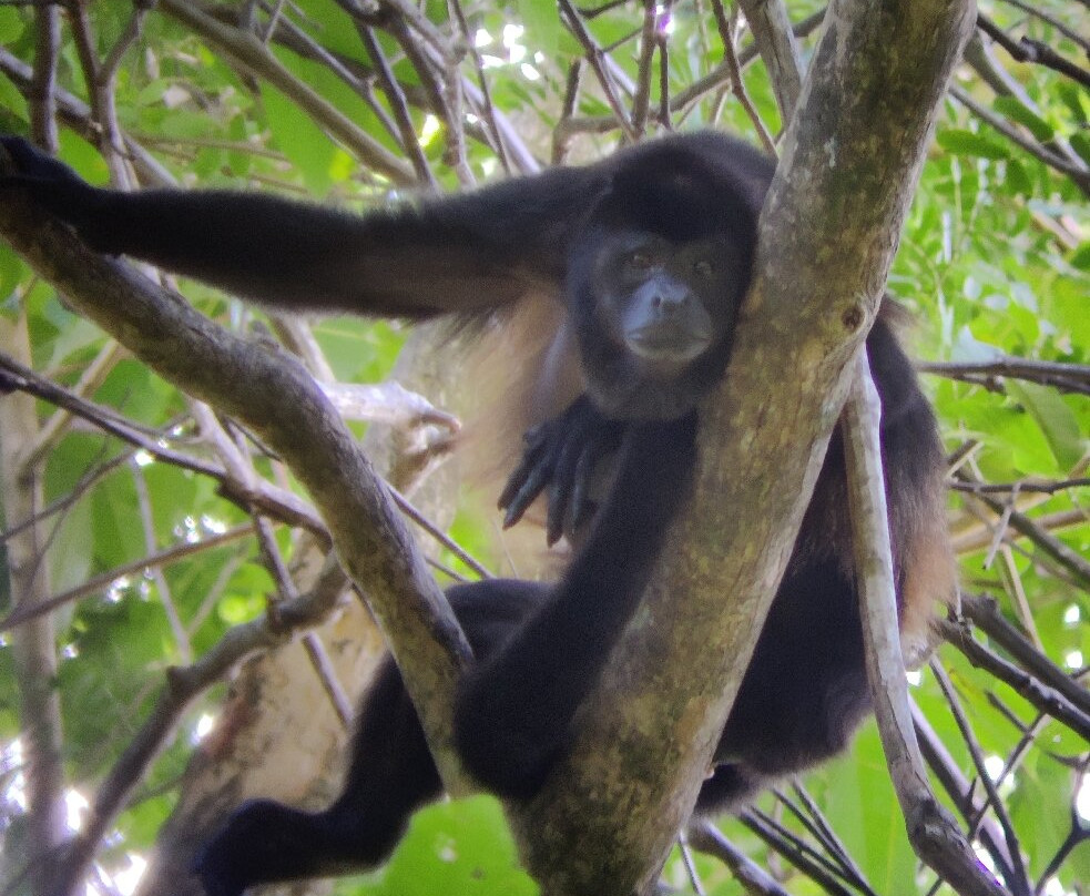 Osa Green Travel-希门尼斯港必去景点