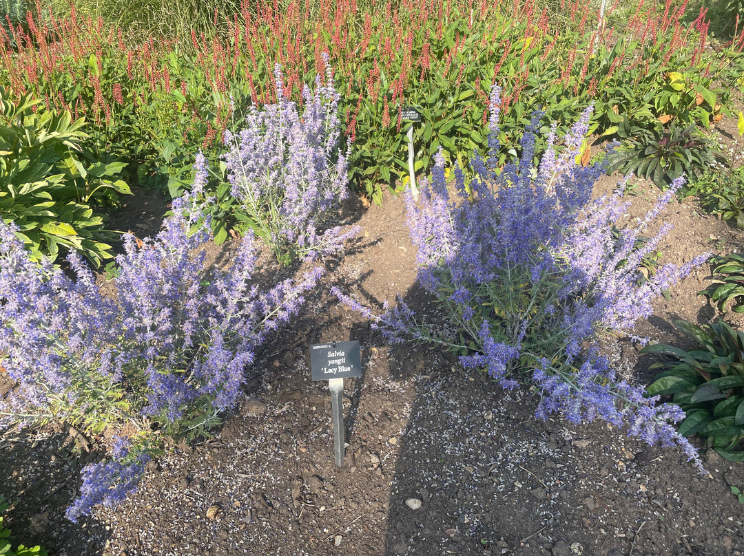 Sir Harold Hillier Gardens-罗姆西必去景点