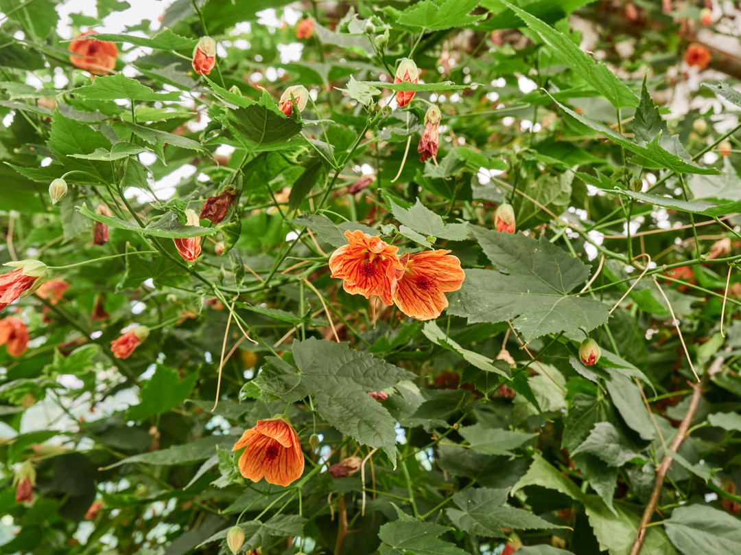 Lemonarium-乌法必去景点