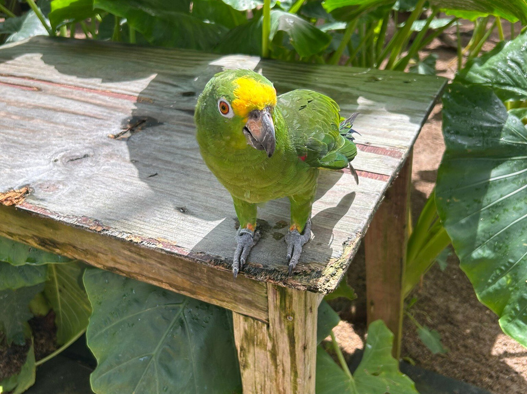 Parotte Ville Bird Sanctuary-圣马丁岛必去景点