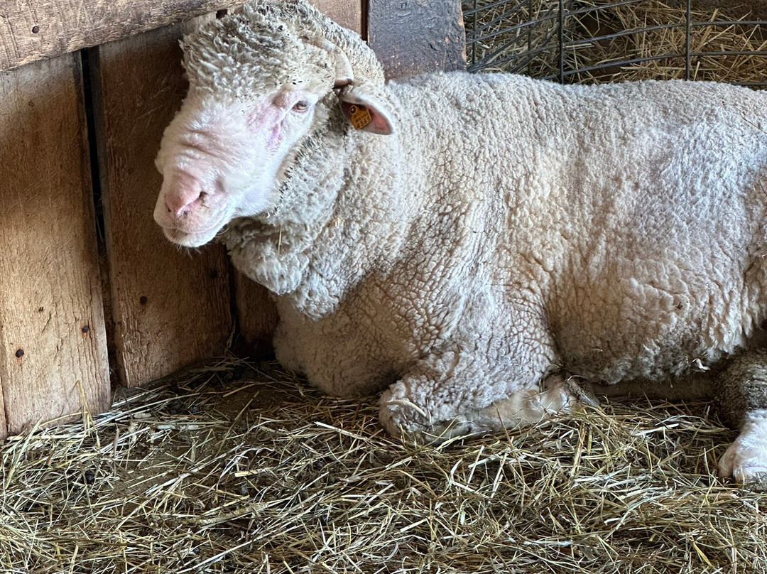 Grandpa Tiny's Farm-弗兰肯默斯必去景点