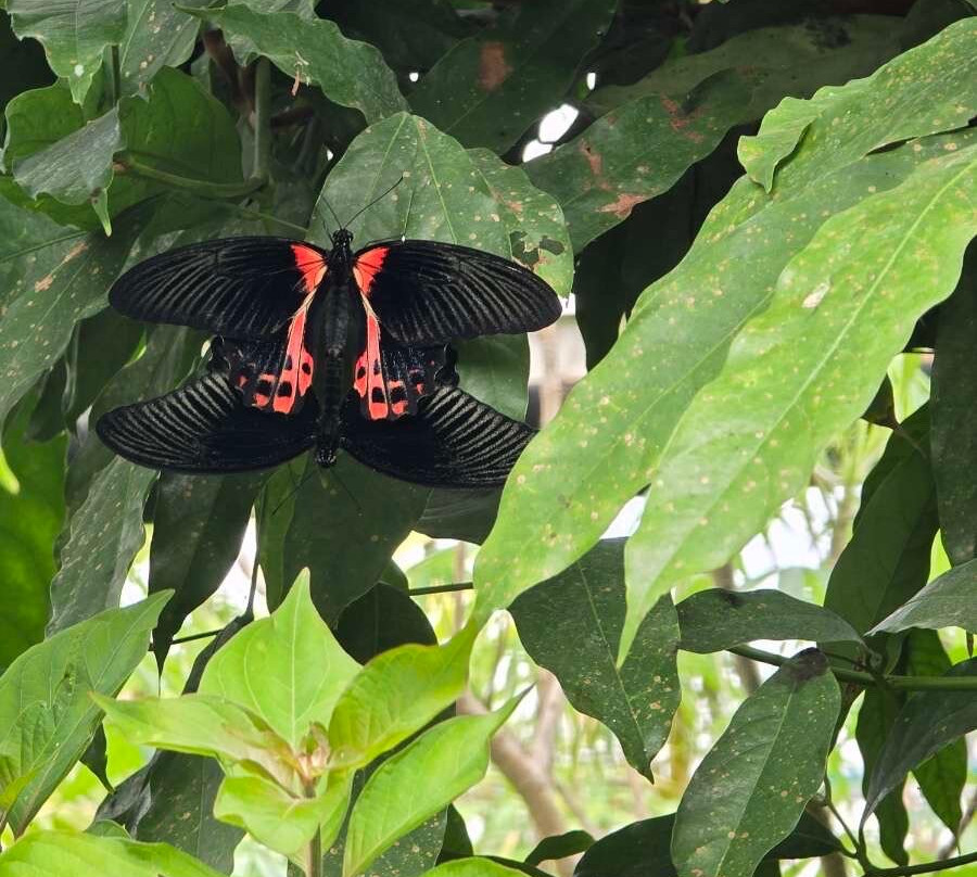 Butterfly World-斯托克顿提斯必去景点
