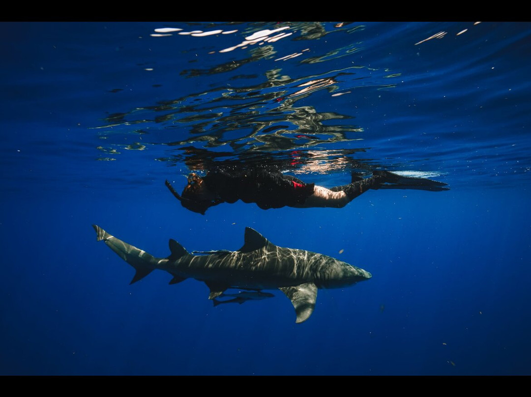 Shark Addicts-朱庇特必去景点
