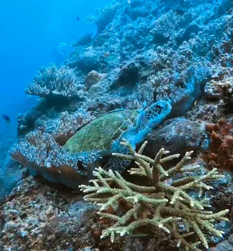 Ocean9 Scuba Tenggol-Pulau Tenggol必去景点