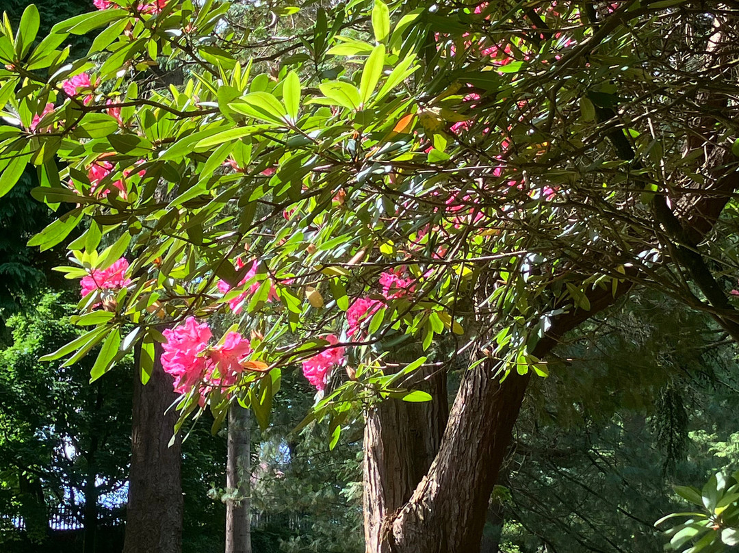 Clyne Gardens-斯温西必去景点