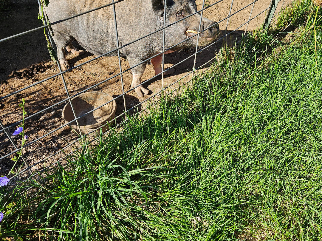 Outback Lodge and Stables主图