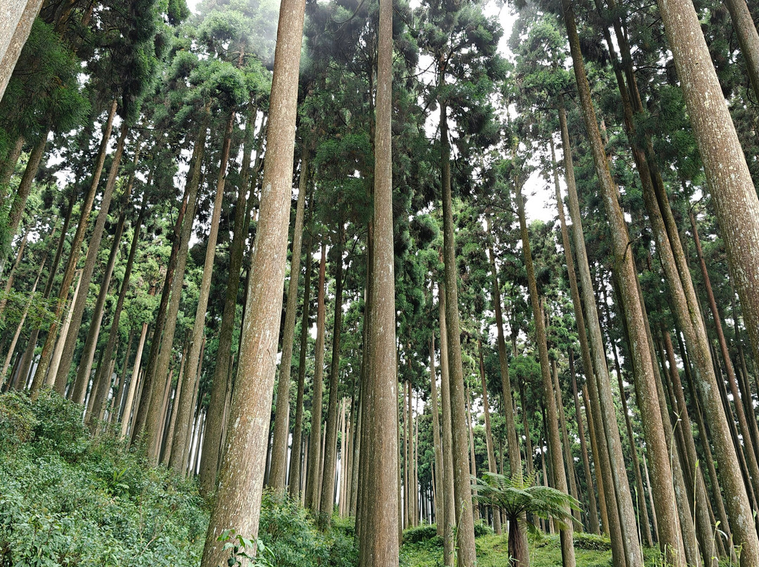 Lamahatta-大吉岭必去景点