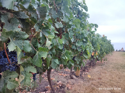 Licorna Winehouse-Mizil必去景点