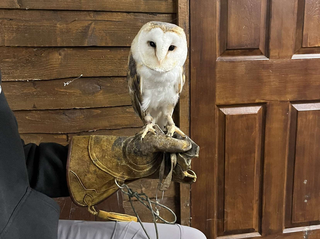 Riverside Falconry-纽卡斯尔必去景点