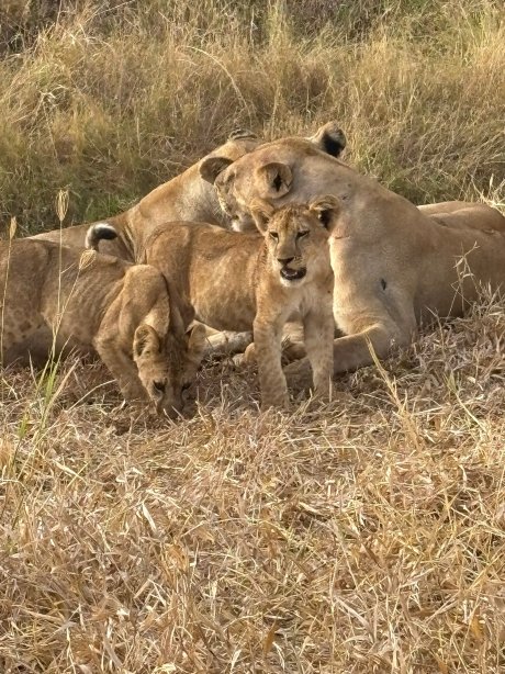 Stanley's Kopje-官方