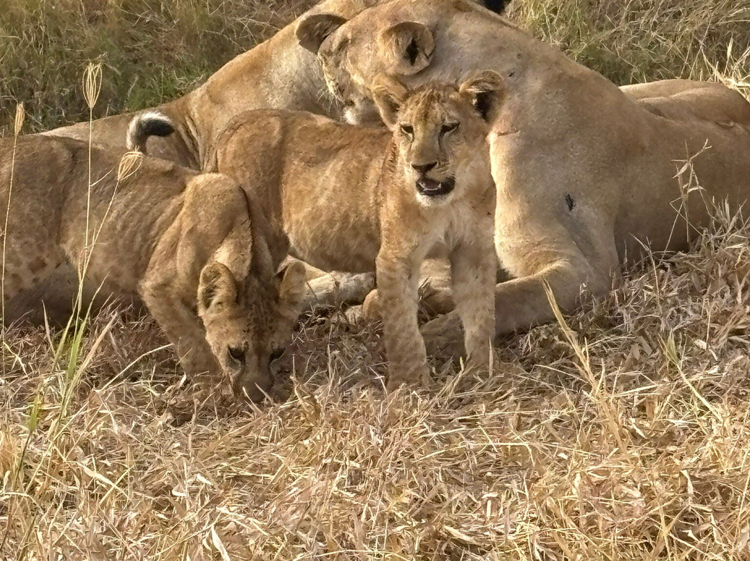 Stanley's Kopje主图